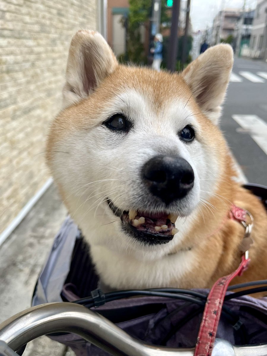 まるちゃん、こんにちは！ シャンプー気持ちよかったかな🫧 フワフワだ