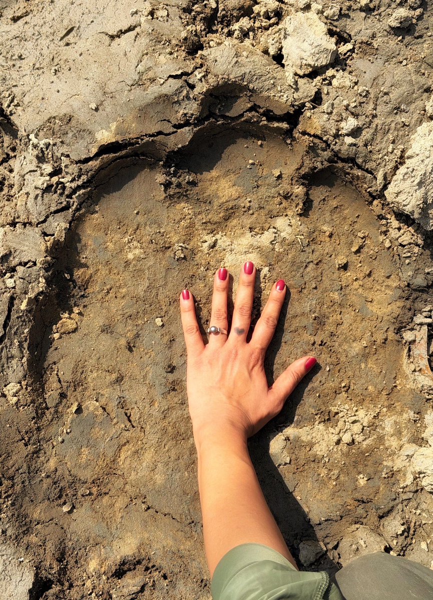 Samyukta Hornad tweet media