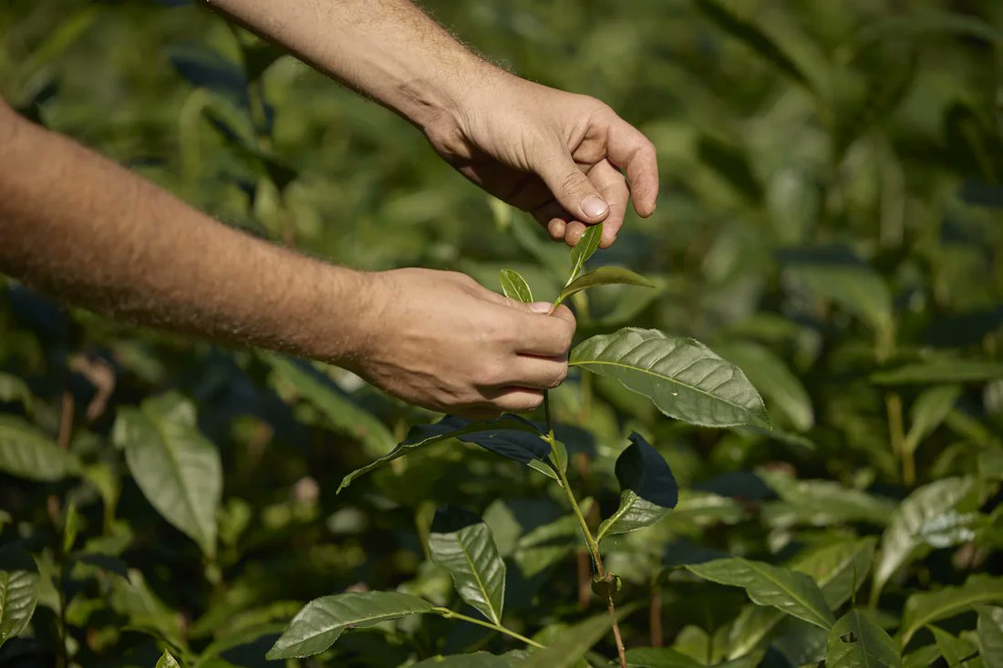 Export Council of Australia tweet media