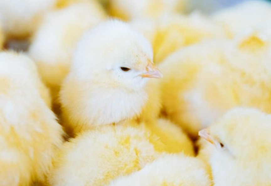 ほんとに柔らかそうな髪🥺きっと触ったらふあふあ💭
ひよこよりひよこ。赤ちゃん。