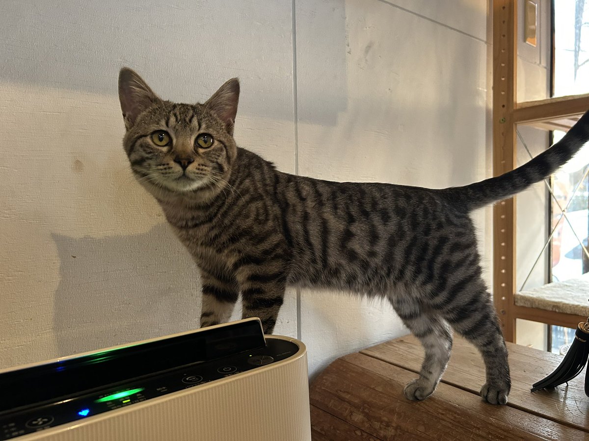 猫カフェじゃなく
カフェに猫がいるスタイル

いつもの軽食流し込みボトルコーヒーと違ってとても美味い☕️