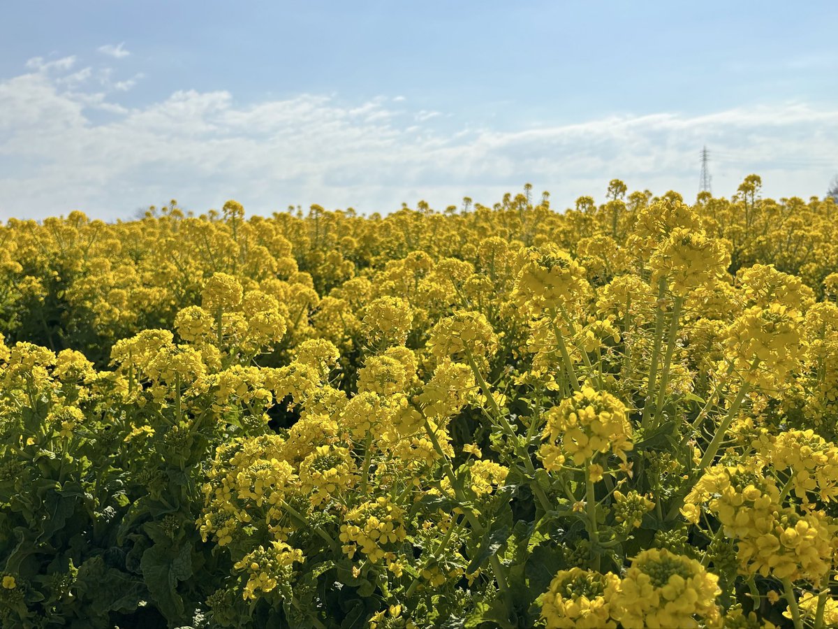 ぽ ぴ 。 tweet media