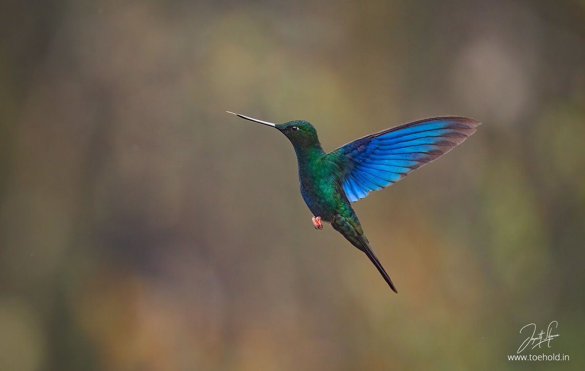 Jayanth Sharma tweet media