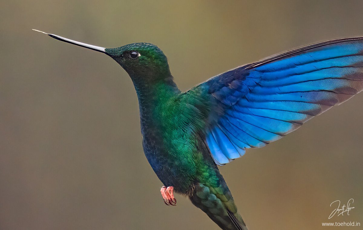 Jayanth Sharma tweet media