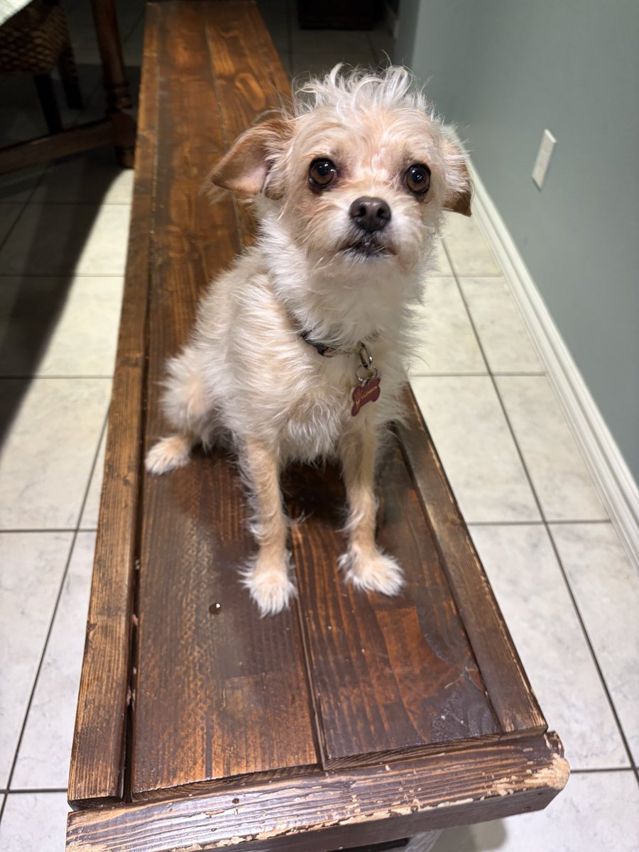 sundevilemily's tweet image. Clemson pic of the day #phxkrugerdogs #chipoo #lilclemson #dogphotography @DogsPhx16964