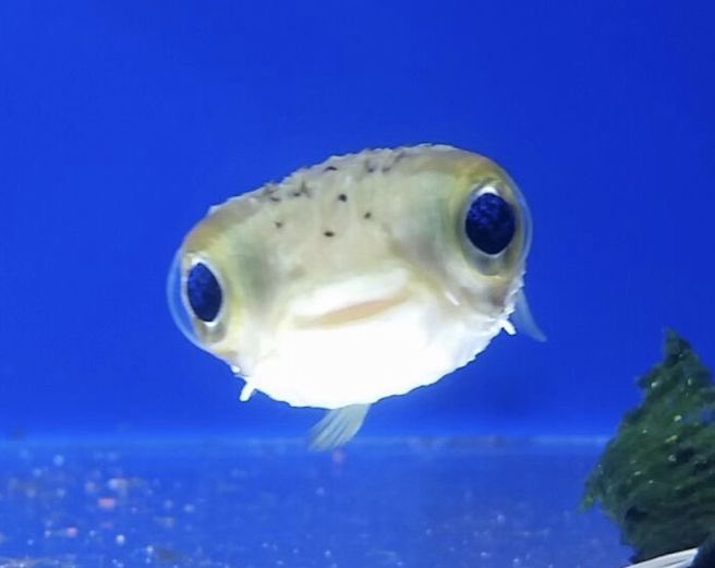 sentientGirlx's tweet photo. i don’t give a shrimp  about the bullies anymore!! i’m just gonna do whatever i fish ^_^!⭐️🫧 https://t.co/aGyAeEEh0f