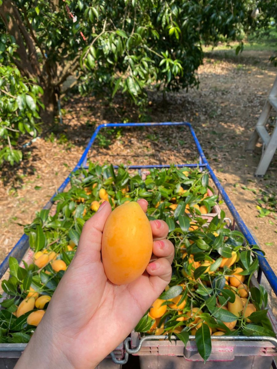 👩🏻‍🌾 ผลไม้ปลอดสารพิษของครอบครัว tweet media