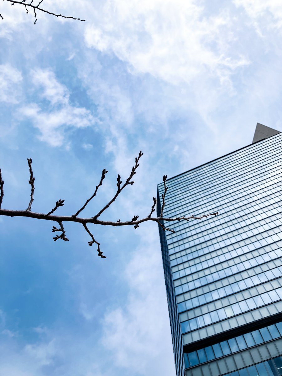 学内の桜の芽が少しずつ大きくなってきました🌸 先日ご案内した3月14日