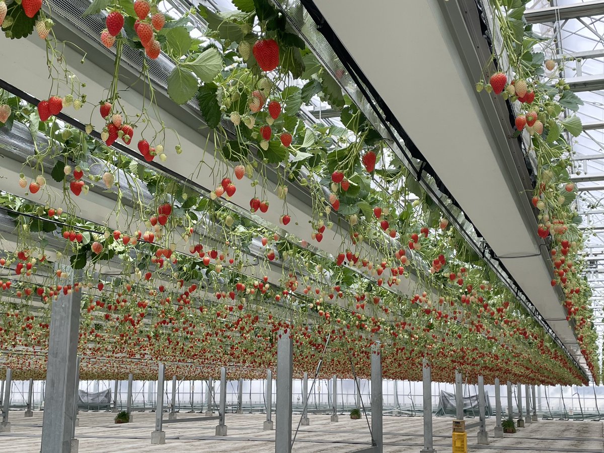三連休にいちご狩り行ってきた
生えてるいちごを見上げるってなかなかないよね🍓

ままんはアレルギーを克服したようで、いちごを51個も食べたらしい
耳や喉がかゆくなることもなく一安心

それにしても…51個…？攻めすぎでは…？
やっとまた食べられるようになって嬉しいよ