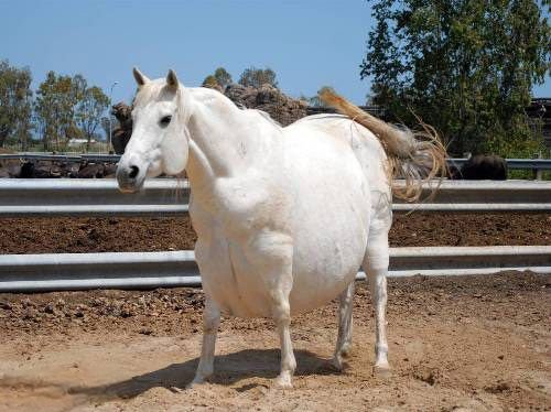 Ironically Sweetfoot contracted equine diabetes during her stay at New Barrel.