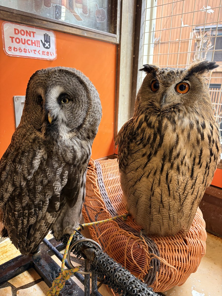 カラフトフクロウ #ユーラシアワシミミズク 目の錯覚…？同じ大きさに