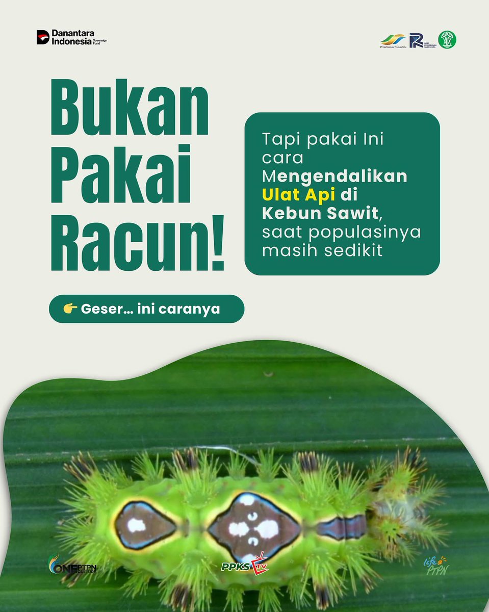 PPKS_ID's tweet photo. Saat Ulat Api Menyerang, Ini Dia Cara Bertahannya!
.
Kita masih bisa mengandalkan musuh alami dari hama ulat api. Jika langsung disemprot, musuh alami ikut mati dan justru peluang munculnya ulat api menjadi semakin besar. Jadi, dengan langkah awal yang tepat kebun lebih terjaga👏 https://t.co/PcQRxLt8Ws