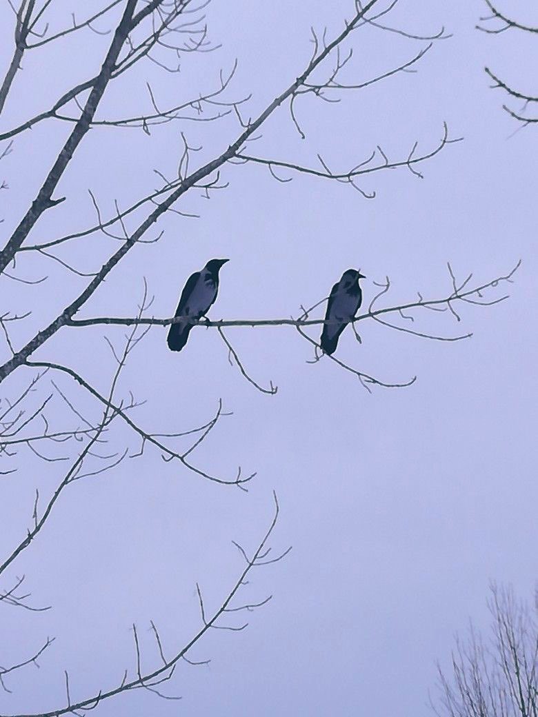 as two old friends
hobble through life
together
under grayish
silent skies
they’re reminded
that the best blessings
of life are wrapped
with familiar yet
comforting packaging