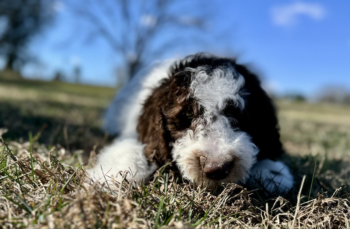 GPRescueSE's tweet photo. RESCUE UPDATE: 6 F1b Pyredoodle Puppies + Mom Ready for Loving Homes! 🐾❤️

These sweet 12-week-old fluffballs (plus their devoted mom) came to Great Pyrenees Rescue Southeast after their owner suffered serious medical emergencies and could no longer care for them. Heartbroken, she reached out so they wouldn’t end up in a shelter or uncertain situation. We stepped in because every life matters—no exceptions.

Fully vetted, vaccinated, dewormed, microchipped, and ready to go. 

See their individual profiles and photos now at https://t.co/BaQ6aWkTYI.

They have already been through enough—help us give them the safe, loving forever home they deserve. 

Apply today if you’re ready to open your heart and home! Share to help spread the word. 🐶💕