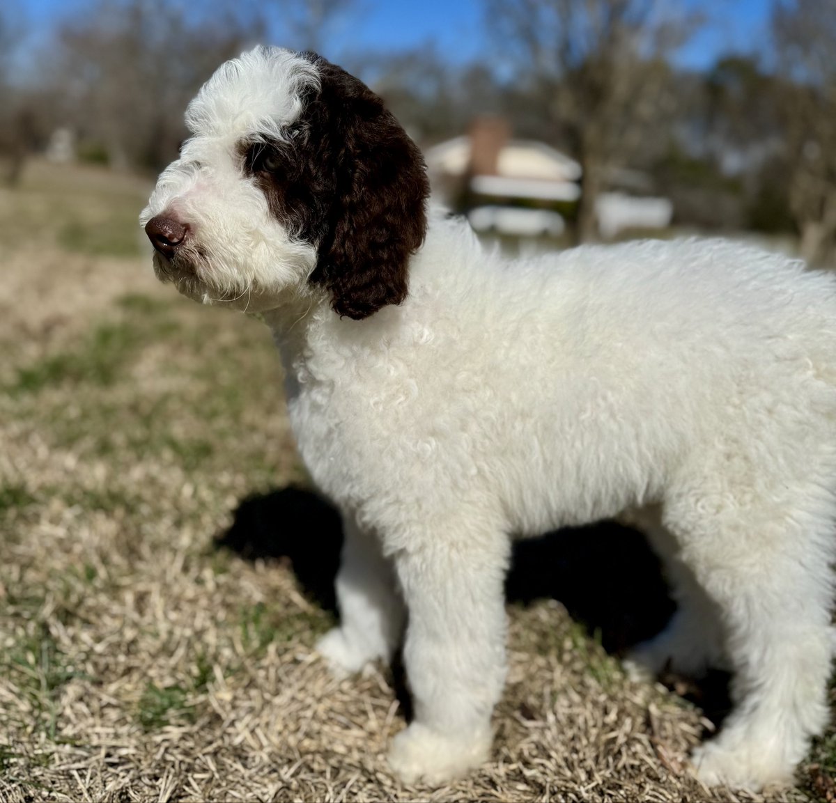 GPRescueSE's tweet photo. RESCUE UPDATE: 6 F1b Pyredoodle Puppies + Mom Ready for Loving Homes! 🐾❤️

These sweet 12-week-old fluffballs (plus their devoted mom) came to Great Pyrenees Rescue Southeast after their owner suffered serious medical emergencies and could no longer care for them. Heartbroken, she reached out so they wouldn’t end up in a shelter or uncertain situation. We stepped in because every life matters—no exceptions.

Fully vetted, vaccinated, dewormed, microchipped, and ready to go. 

See their individual profiles and photos now at https://t.co/BaQ6aWkTYI.

They have already been through enough—help us give them the safe, loving forever home they deserve. 

Apply today if you’re ready to open your heart and home! Share to help spread the word. 🐶💕