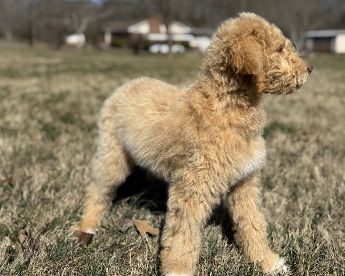 GPRescueSE's tweet photo. RESCUE UPDATE: 6 F1b Pyredoodle Puppies + Mom Ready for Loving Homes! 🐾❤️

These sweet 12-week-old fluffballs (plus their devoted mom) came to Great Pyrenees Rescue Southeast after their owner suffered serious medical emergencies and could no longer care for them. Heartbroken, she reached out so they wouldn’t end up in a shelter or uncertain situation. We stepped in because every life matters—no exceptions.

Fully vetted, vaccinated, dewormed, microchipped, and ready to go. 

See their individual profiles and photos now at https://t.co/BaQ6aWkTYI.

They have already been through enough—help us give them the safe, loving forever home they deserve. 

Apply today if you’re ready to open your heart and home! Share to help spread the word. 🐶💕
