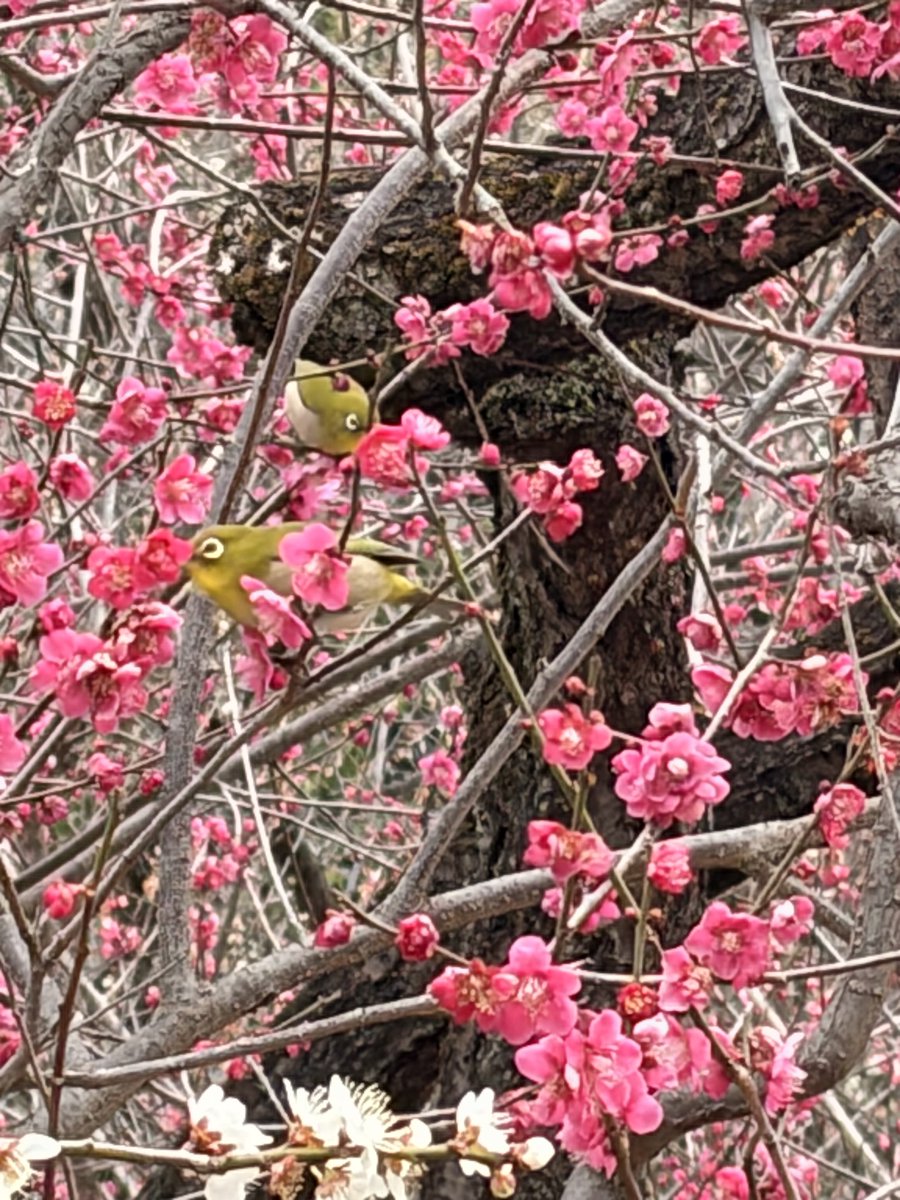 梶浦由記 Yuki Kajiura (@Fion0806) / Posts / X