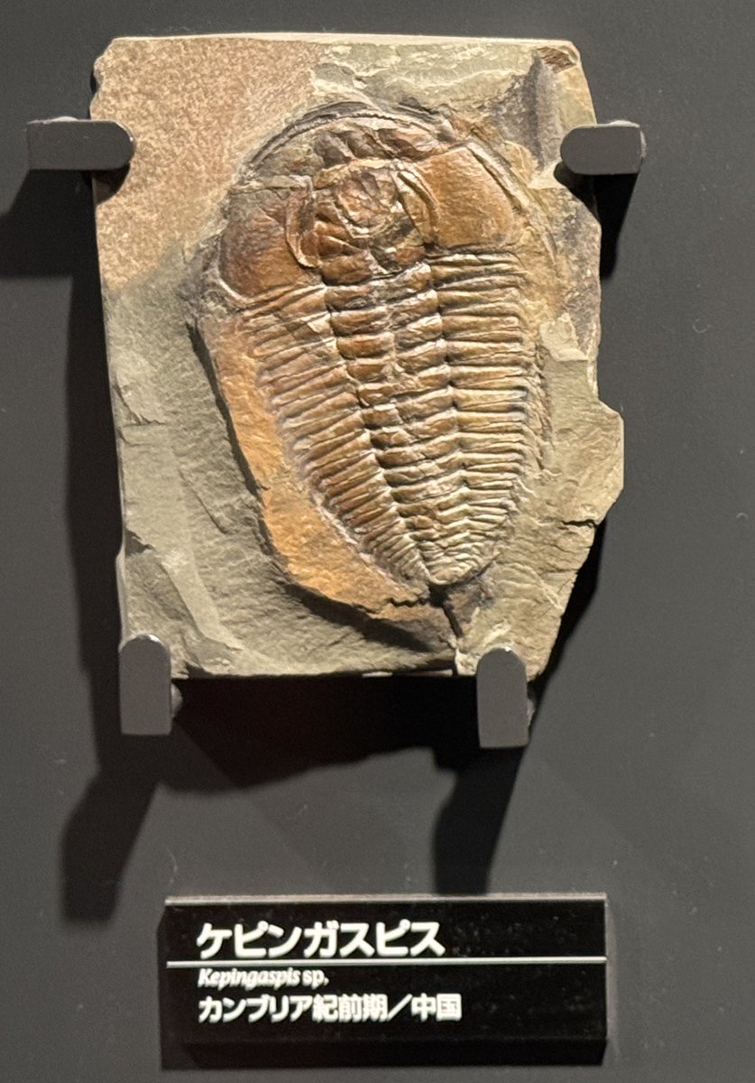 ニッポニテス (@Nipponites_) / Posts / X