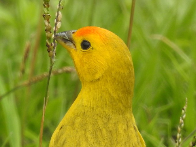 DeepSageApp's tweet photo. Canario Criollo (Chinauta-Cundinamarca)

Foto de @ViejoEdy10 https://t.co/pzQjZuEEJO