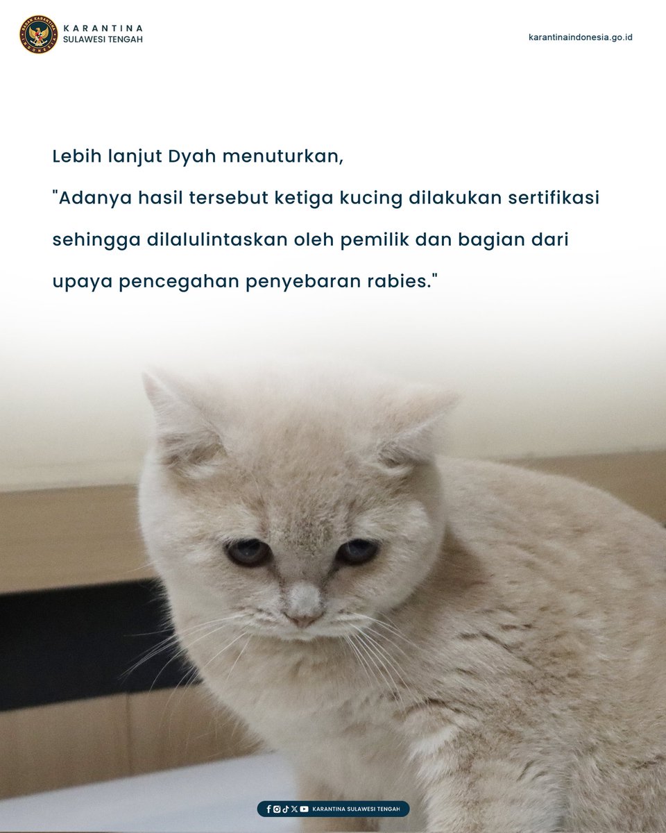 Dinyatakan Sehat, Tiga Kucing Asal Palu Siap Dikirim Ke  Bandung
Satuan Pelayanan Bandara Mutiara Sis Aljufri Palu lakukan sertifikasi tiga ekor kucing kesayangan 
Felly, Hero, dan Koko.