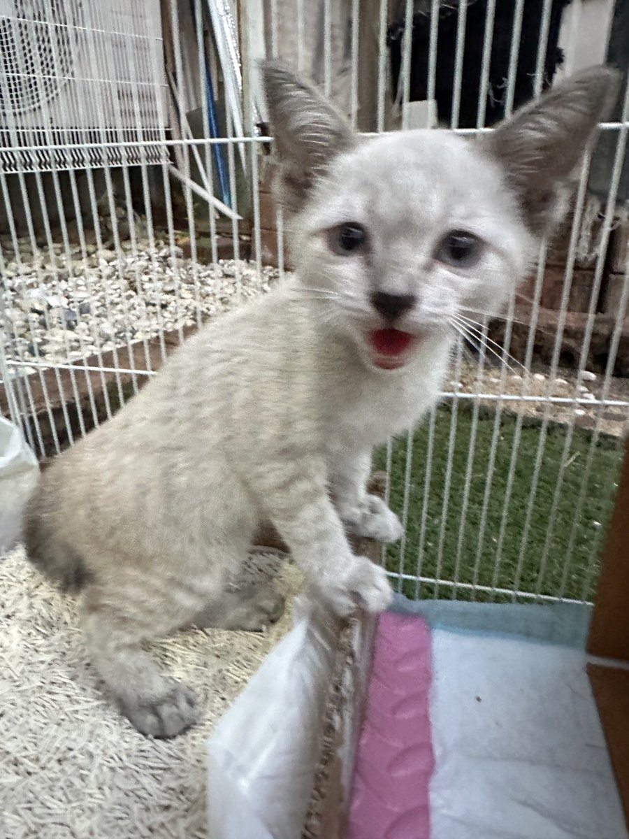 Catster & Co บ้านพักพิงแมวจร tweet media