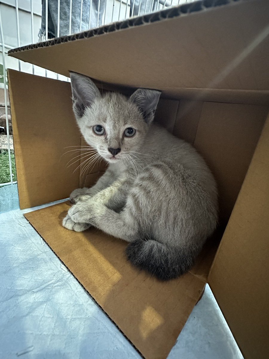 Catster & Co บ้านพักพิงแมวจร tweet media