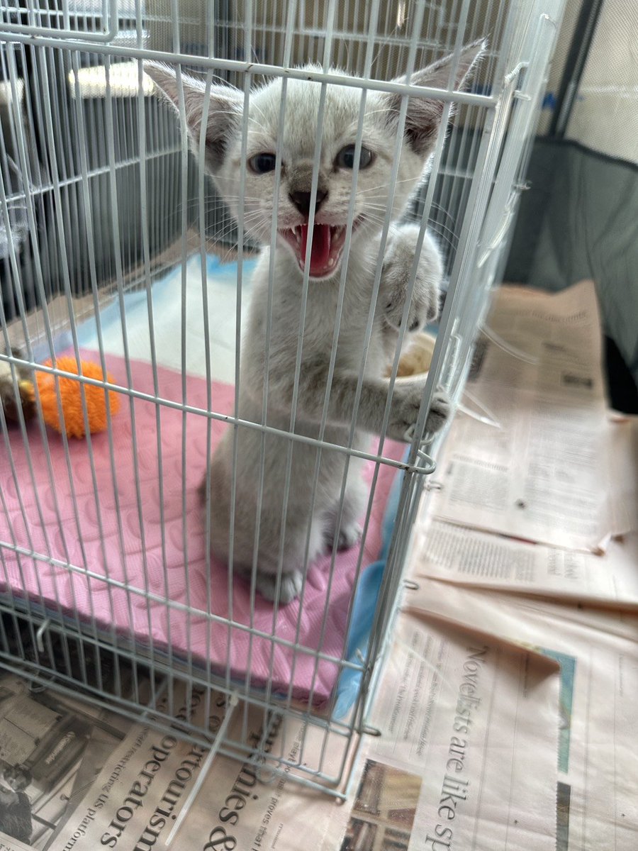 Catster & Co บ้านพักพิงแมวจร tweet media