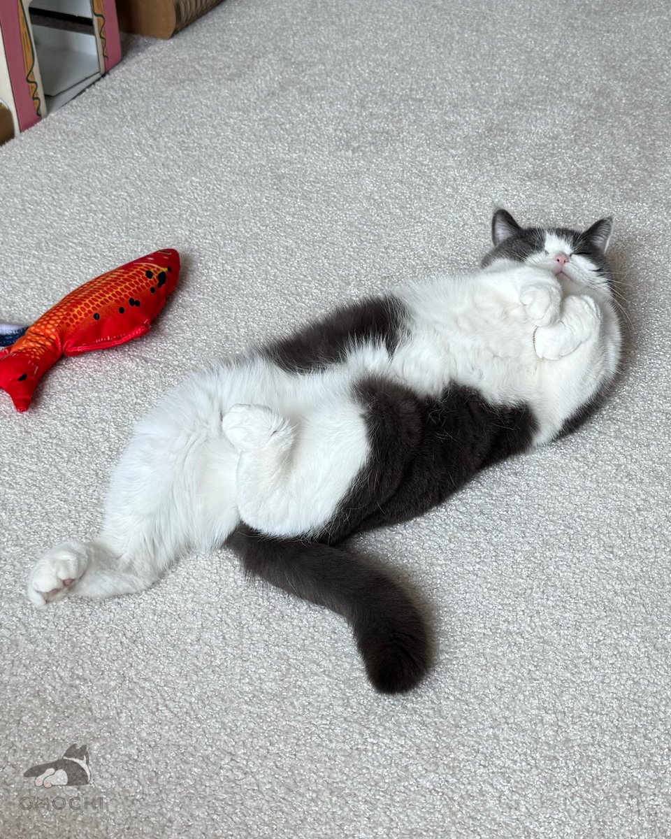 私のくしゃみにビックリしたおもちが可愛すぎてビックリした😵