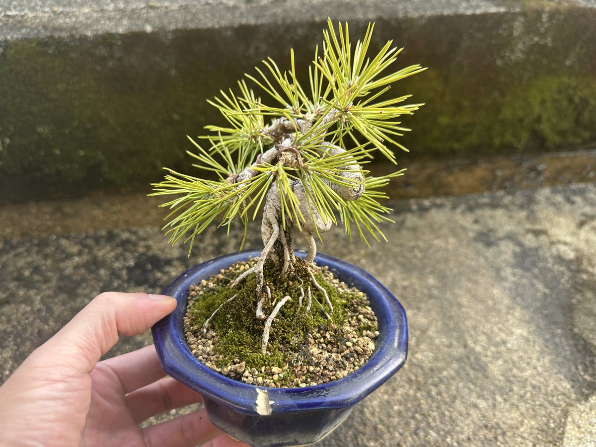 FireGenuine's tweet photo. 黒松を植え替えました。

2年連続で芽切りしています。針金は年末に掛けたままです。ひと回り小さい鉢に植替えました。
ちょっとイジメ過ぎなのか、問題ないのか？
わかんないねぇ〜🤷

#盆栽 #黒松 #植替え https://t.co/c60ycY7TbD