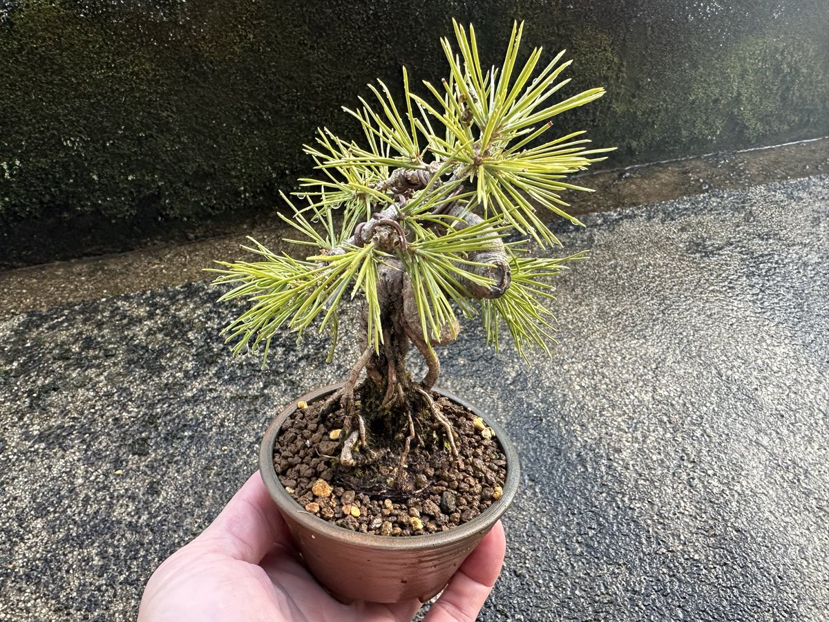FireGenuine's tweet photo. 黒松を植え替えました。

2年連続で芽切りしています。針金は年末に掛けたままです。ひと回り小さい鉢に植替えました。
ちょっとイジメ過ぎなのか、問題ないのか？
わかんないねぇ〜🤷

#盆栽 #黒松 #植替え https://t.co/c60ycY7TbD