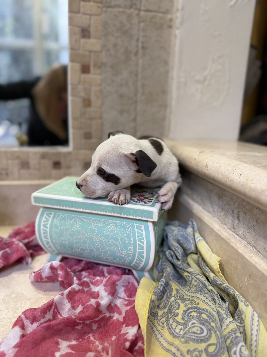 Siento que no alcanzamos a dimensionar. Esta cachorrita es una bebita. Le arrebataron a su mamá y la expulsaron en la calle. Sola. En una de las etapas más vulnerables de su vida.

No entiendo por qué no nos vuelve locos de rabia y compasión en mismas cantidades