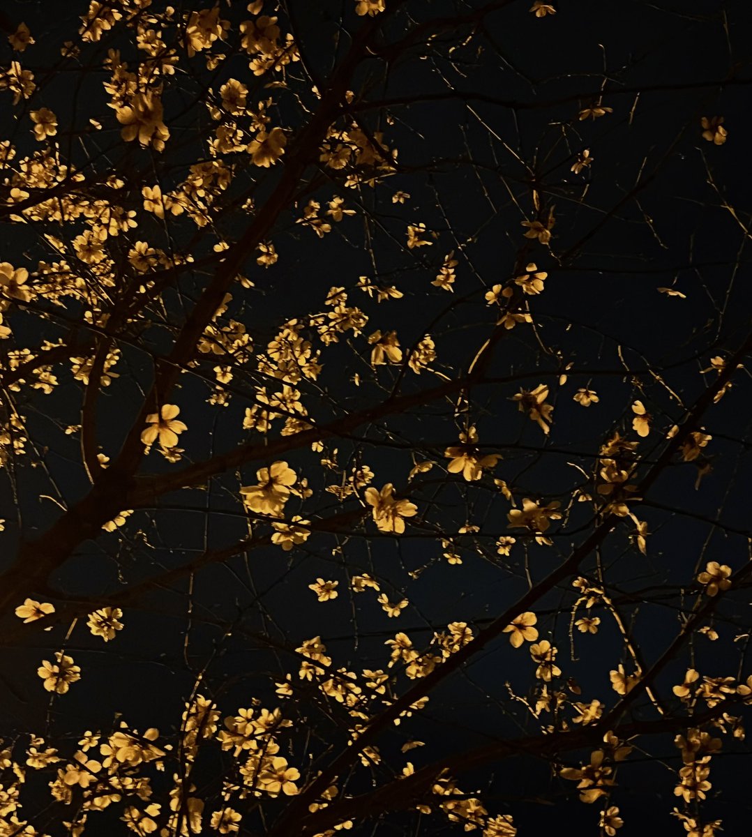 Karanlığın içinde bahar muştusu…