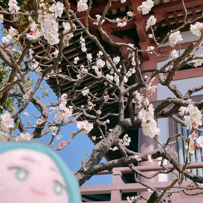 昨日咲いてる〜〜と思ってなんとなく撮った花、iPhoneの写真情報によるとスモモ属の何かとサトザクラらしい。すごいね