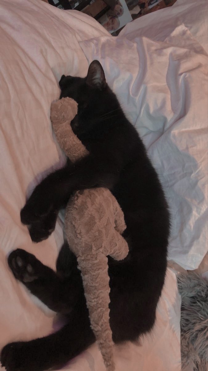 ⌞Kyo⌝ / nsfr tweet media