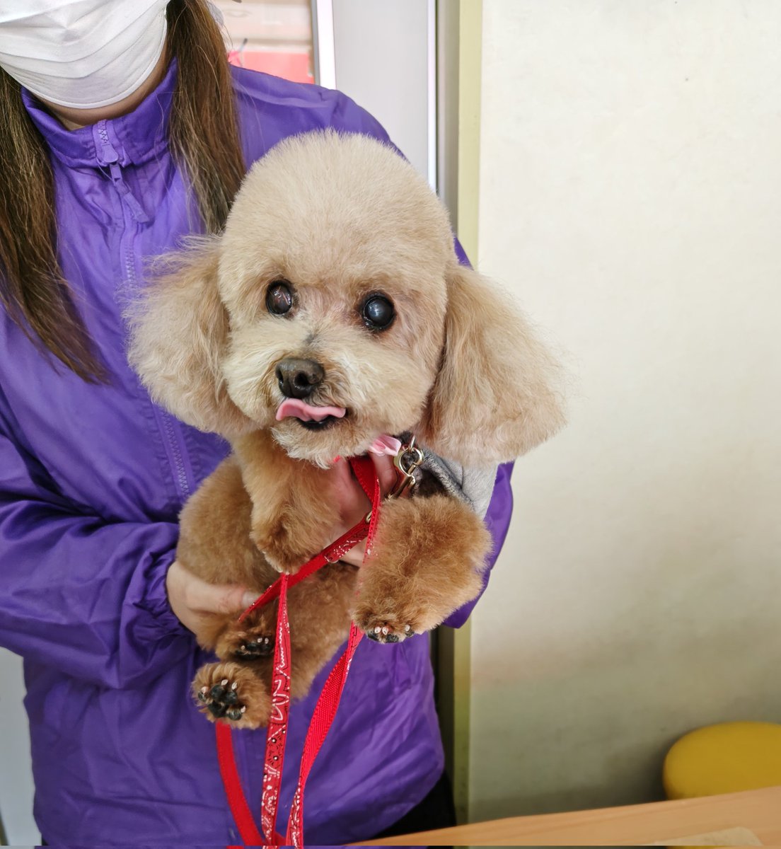 dangochanpuko's tweet photo. トリミングに行ってきたワン🐶
今日もお利口さんにしてたワン🐾 https://t.co/cl2UXkOoW6