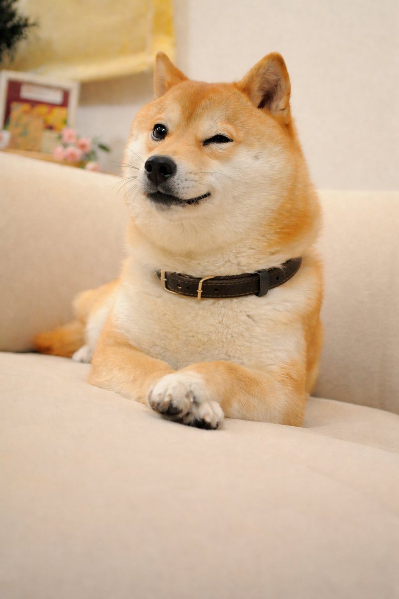 much similarity. much kimchi