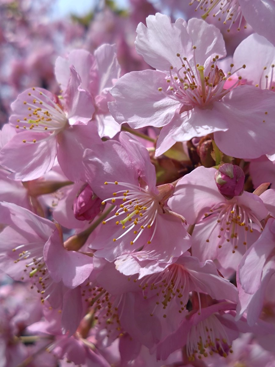 Sony | Xperia (Japan) (@xperia_japan) / Posts / X