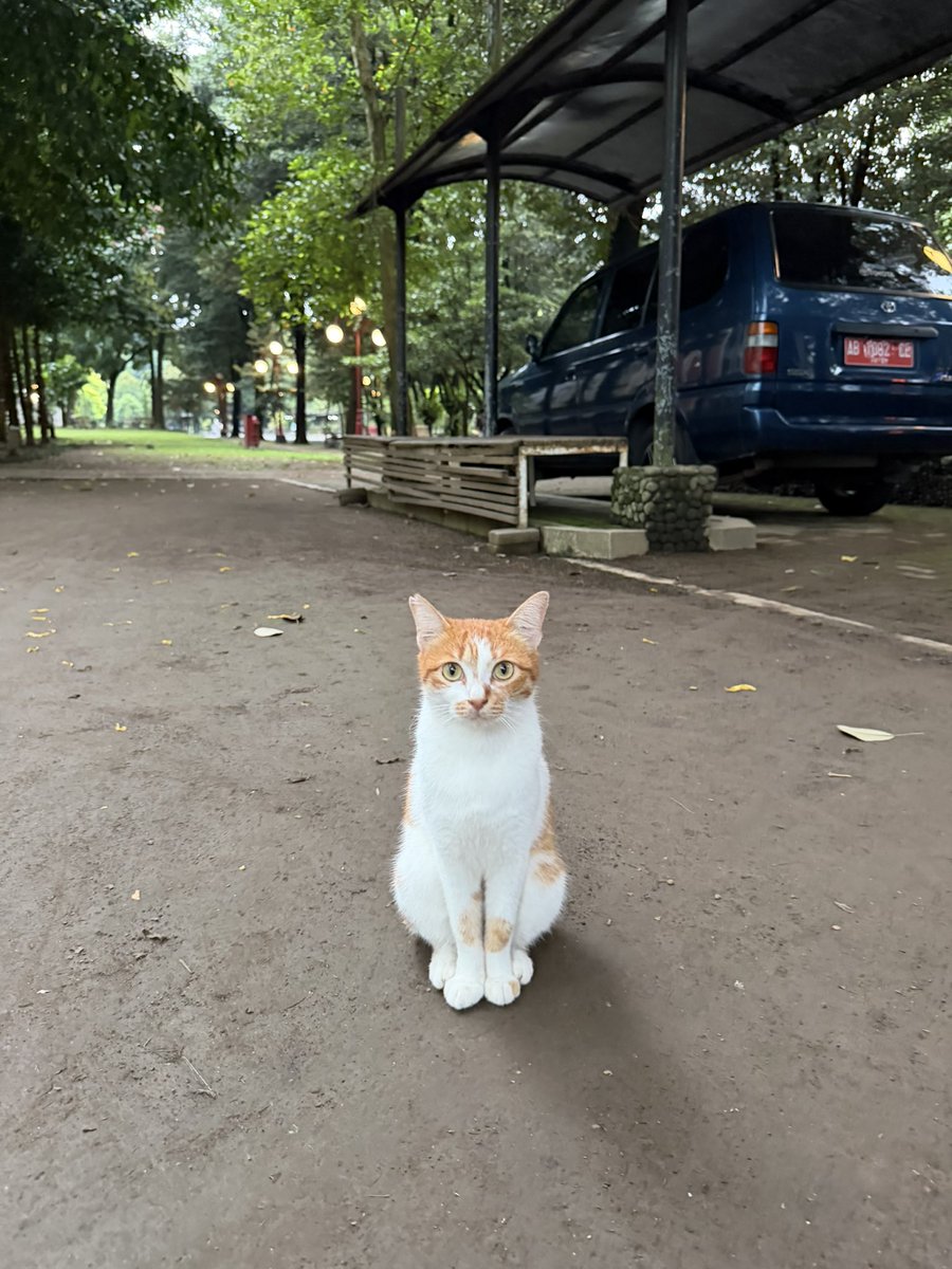 ketemu lagi depan perpus pusat ugm 🐱🐈