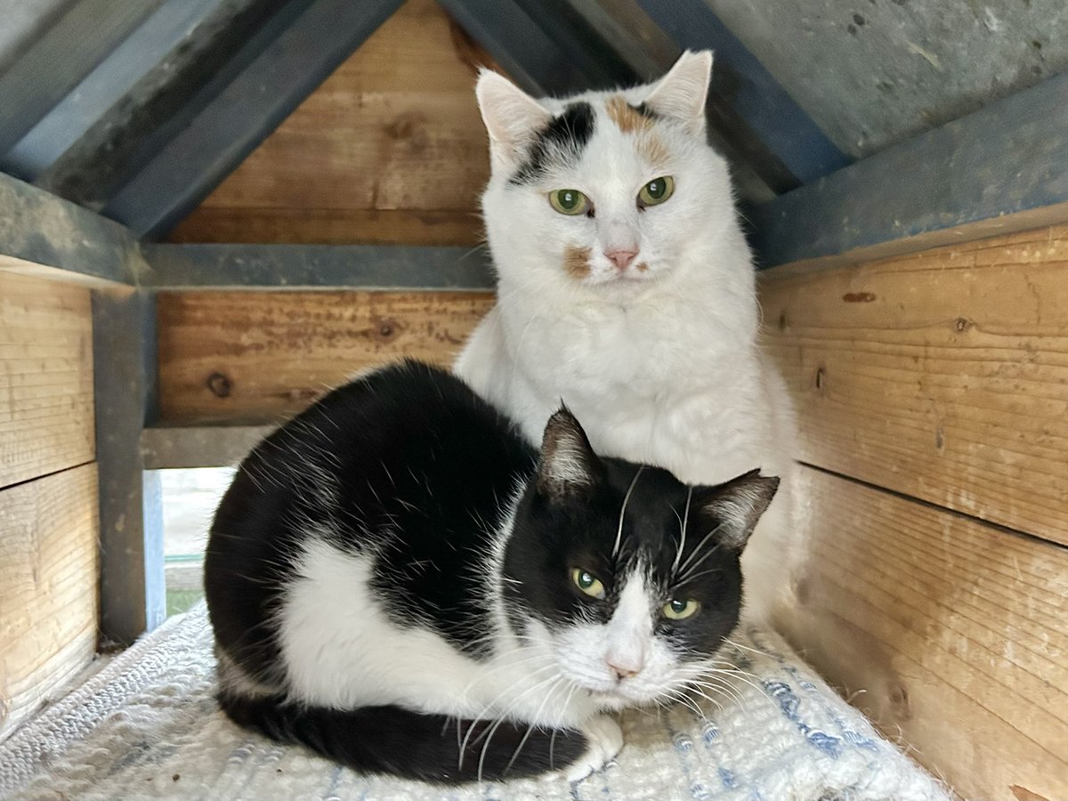 ミゾレちゃん＆カーコちゃん 〗 笑にゃんこ王国の ツン多めギャル