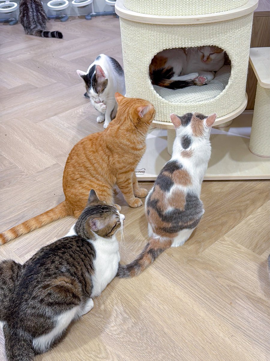 ชีรำคาญลูกตามติดเลยไปนอนในที่นอนคนเดียว แล้วดูลูกตามมาเฝ้า 555555 ออกมาโดนจุ้บนมแน่!