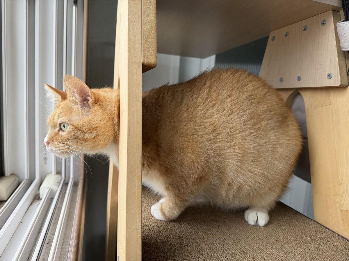 우리집강아지사진계정 tweet media