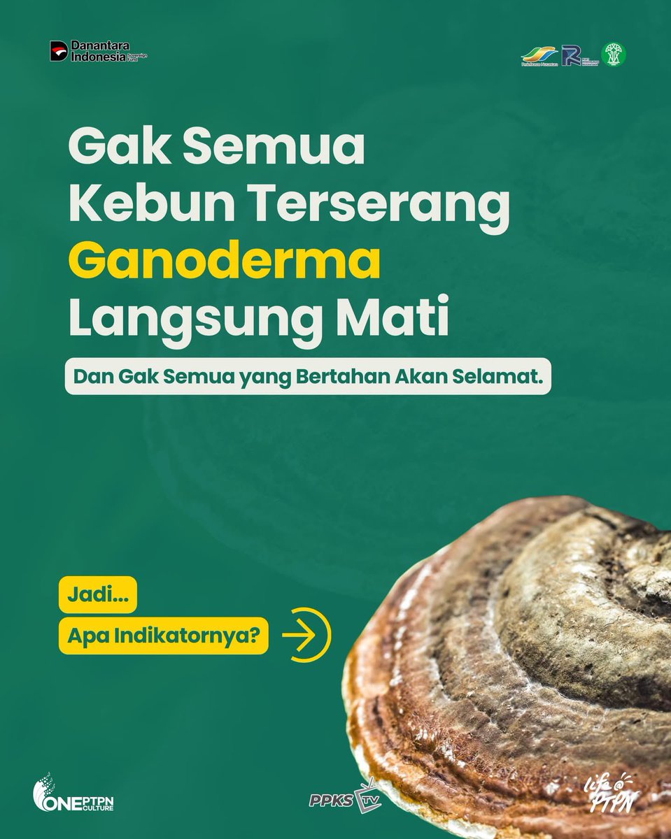 PPKS_ID's tweet photo. Akar mulai melemah, keseimbangan kebun terganggu, dan di kondisi inilah Ganoderma mudah berkembang. Bukan jamurnya muncul mendadak, tapi karena pengelolaan kebunnya belum dijaga seimbang sejak awal.
.
Pernahkah anda mengalami kondisi ini juga? Yuk, ceritakan di kolom komentar! https://t.co/wkCLKfyIyx