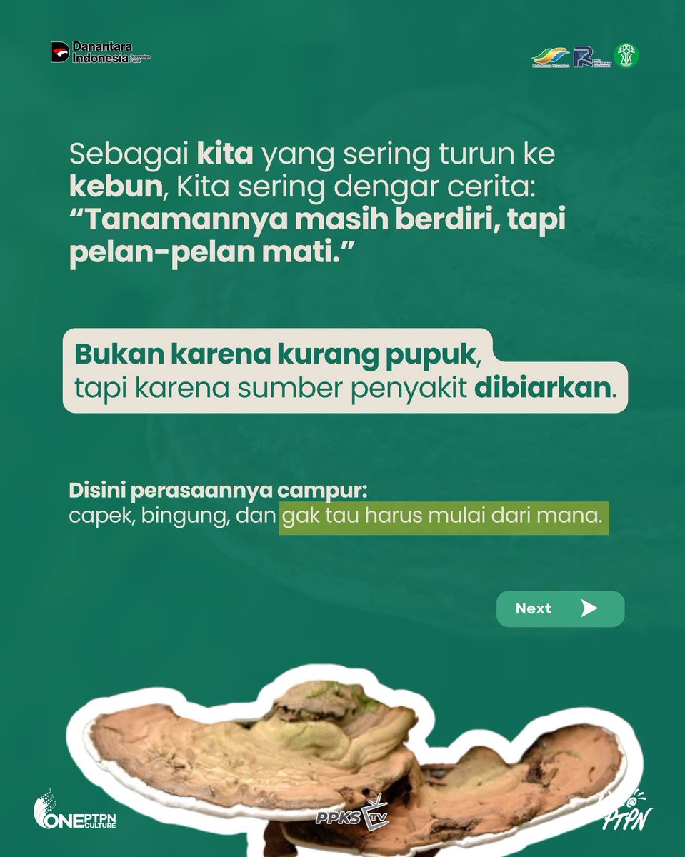 PPKS_ID's tweet photo. Akar mulai melemah, keseimbangan kebun terganggu, dan di kondisi inilah Ganoderma mudah berkembang. Bukan jamurnya muncul mendadak, tapi karena pengelolaan kebunnya belum dijaga seimbang sejak awal.
.
Pernahkah anda mengalami kondisi ini juga? Yuk, ceritakan di kolom komentar! https://t.co/wkCLKfyIyx