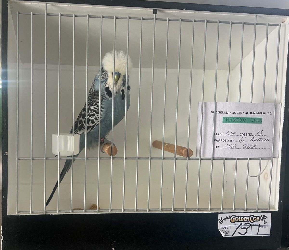 capbuds's tweet photo. Some photos from Sunday's Budgerigar Society of Bundaberg Annual Show 2026. Photo's courtesy Phill Bosci https://t.co/4aObUrkuX5