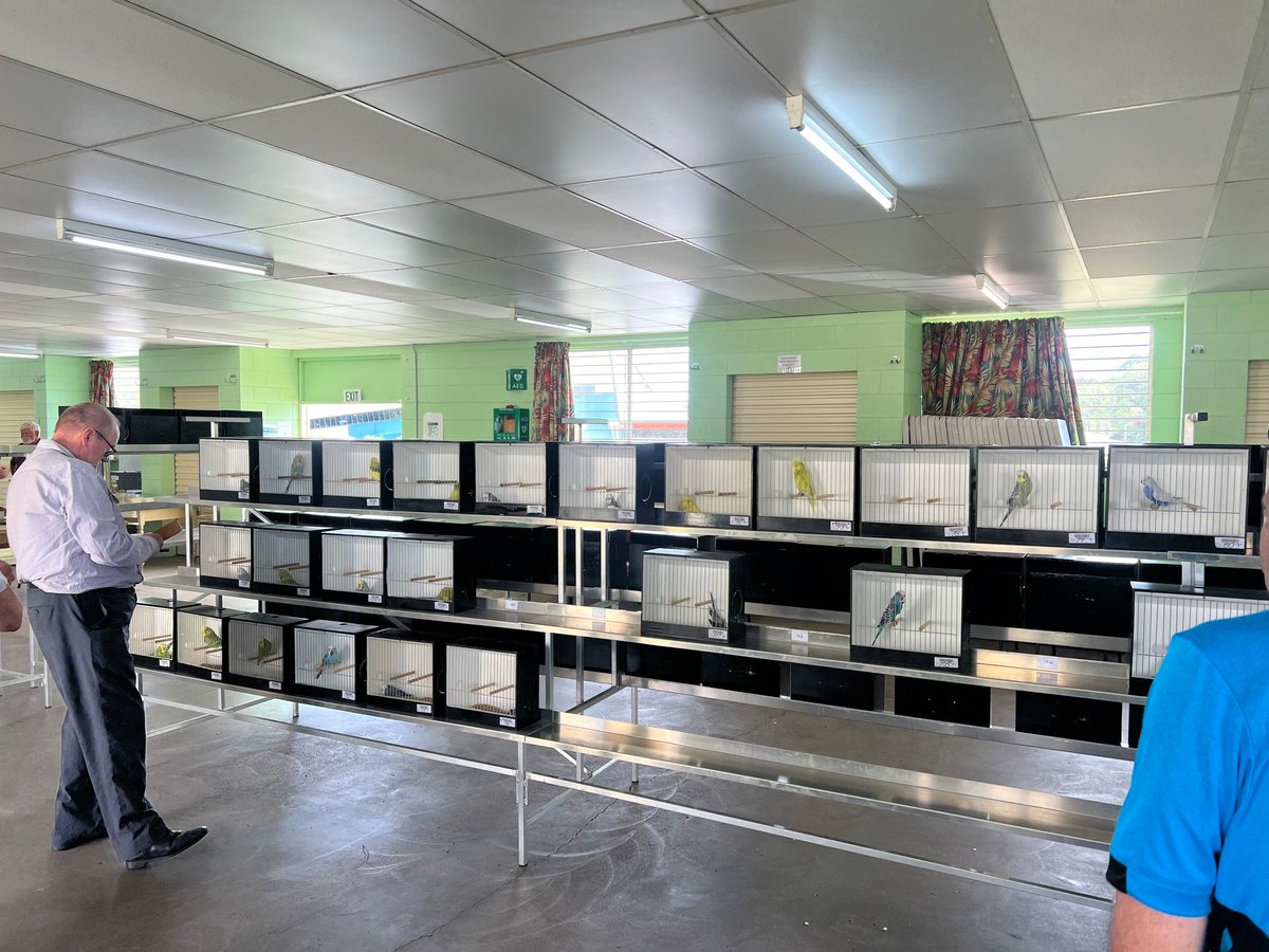 capbuds's tweet photo. Some photos from Sunday's Budgerigar Society of Bundaberg Annual Show 2026. Photo's courtesy Phill Bosci https://t.co/4aObUrkuX5
