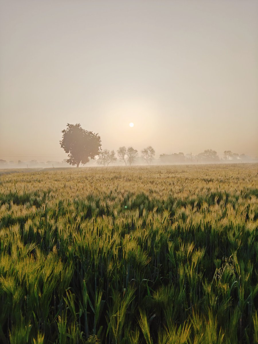 ਮਨਦੀਪ ਬਰਾੜ tweet media
