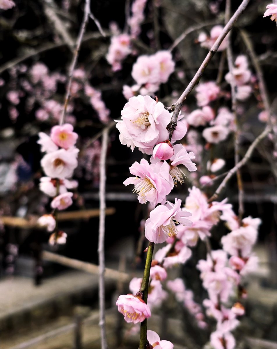 Snapdragon_JPN's tweet image. 春めいてきた日も感じる
#ShotOnSnapdragon の2月テーマは
 #FebruaryFrames 🌟

只今、参加した方の中から抽選でスナドラオリジナルカレンダーもプレゼントしています📸