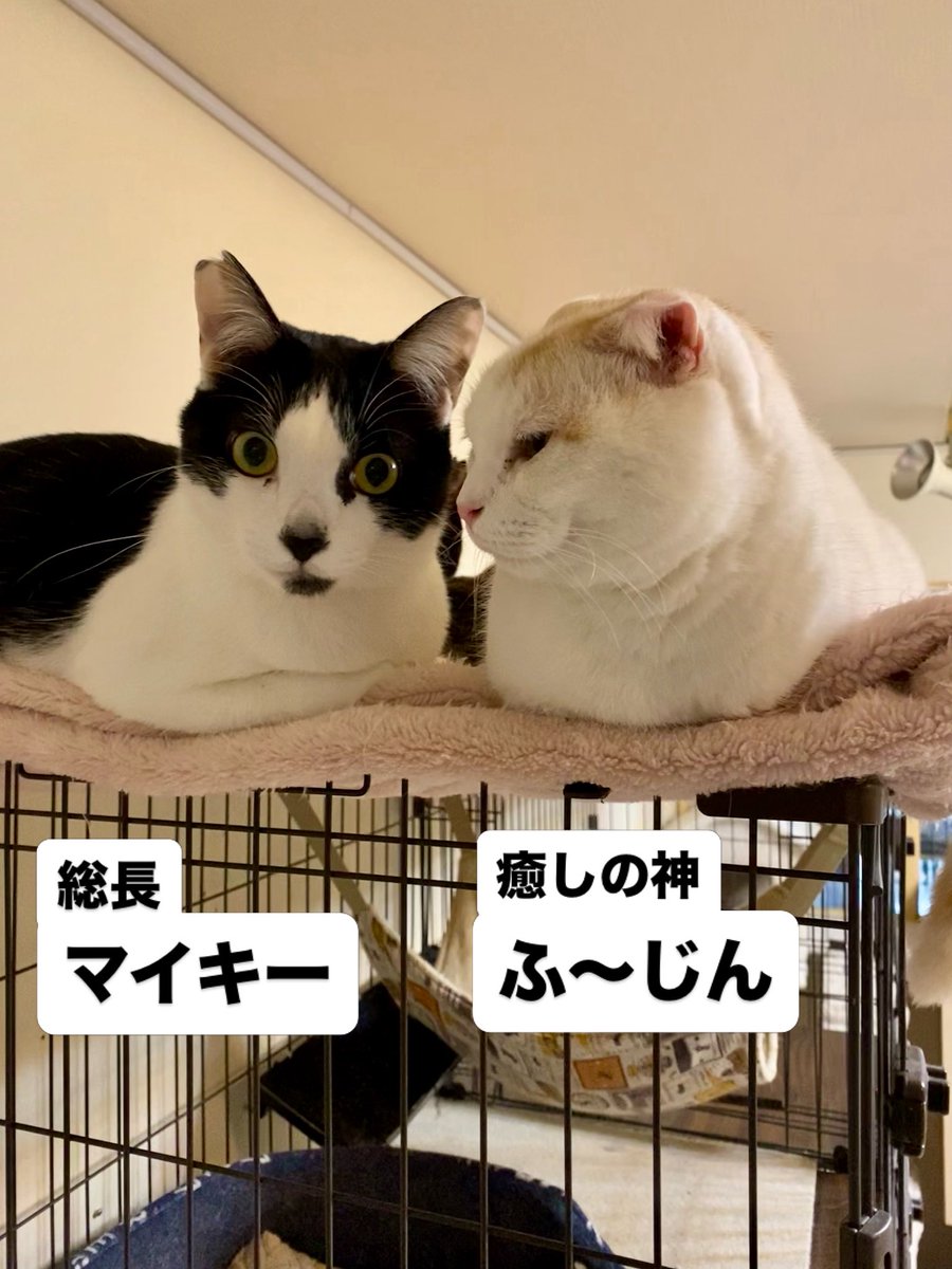 猫カフェみーちゃみーちょ (@miciamicio_neko) / Posts / X