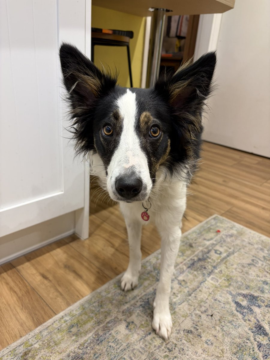 A border collie is the single most delightful creature ever made