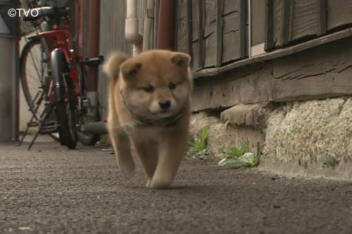 まめすけ